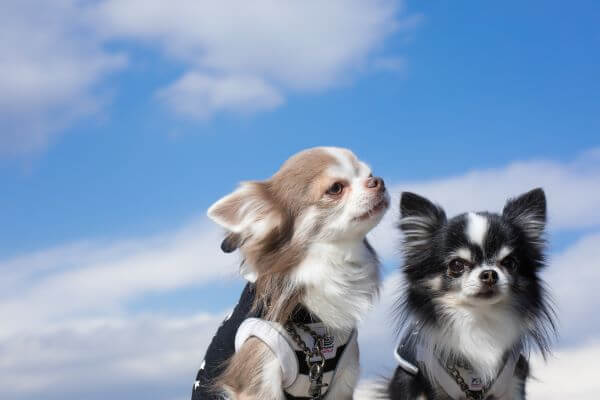 犬